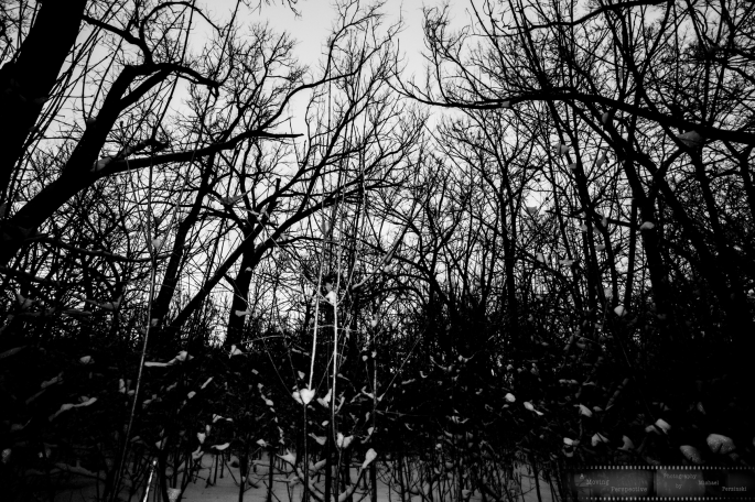 Impression-of-Light-1_wildpark-Ne-as-Smart-Object-1