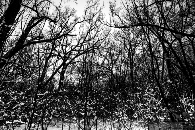 Impression-of-Light-2_wildpark-Ne-as-Smart-Object-1