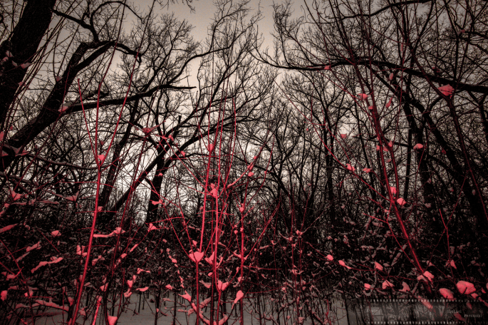 Impression-of-Light-3_wildpark-Ne-as-Smart-Object-1