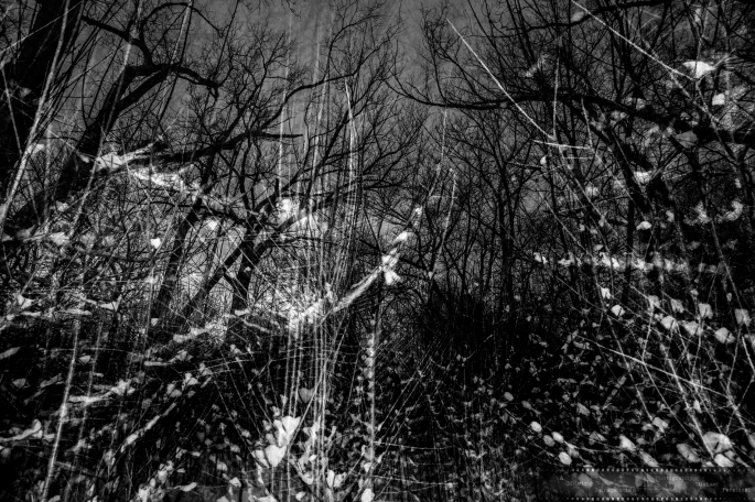 Impression-of-Light-and-Movement-2_wildpark-Ne-as-Smart-Object-1