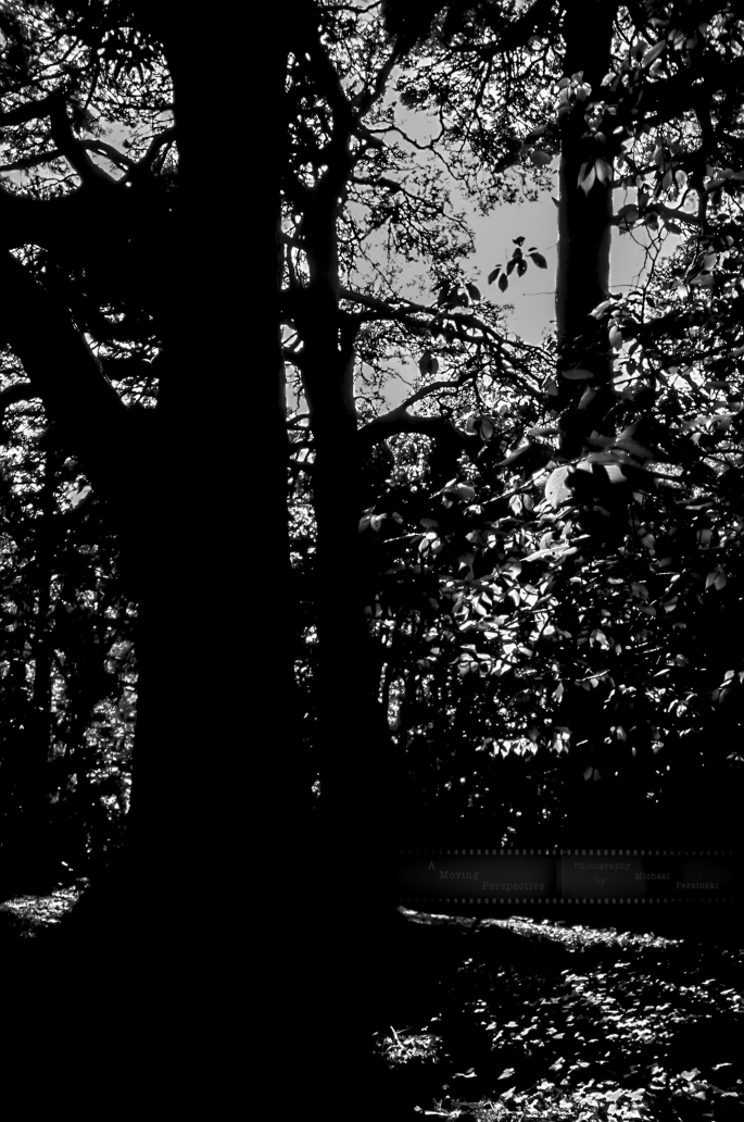 _Motion-of-Light-in-the-Shadows-10-Killarney-National-Park_Ir--as-Smart-Object-1