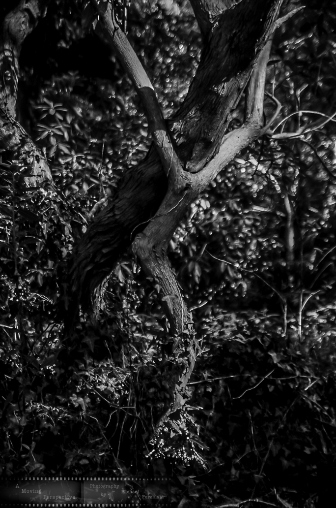 _Motion-of-Light-in-the-Shadows-4-Killarney-National-Park_Ir--as-Smart-Object-1