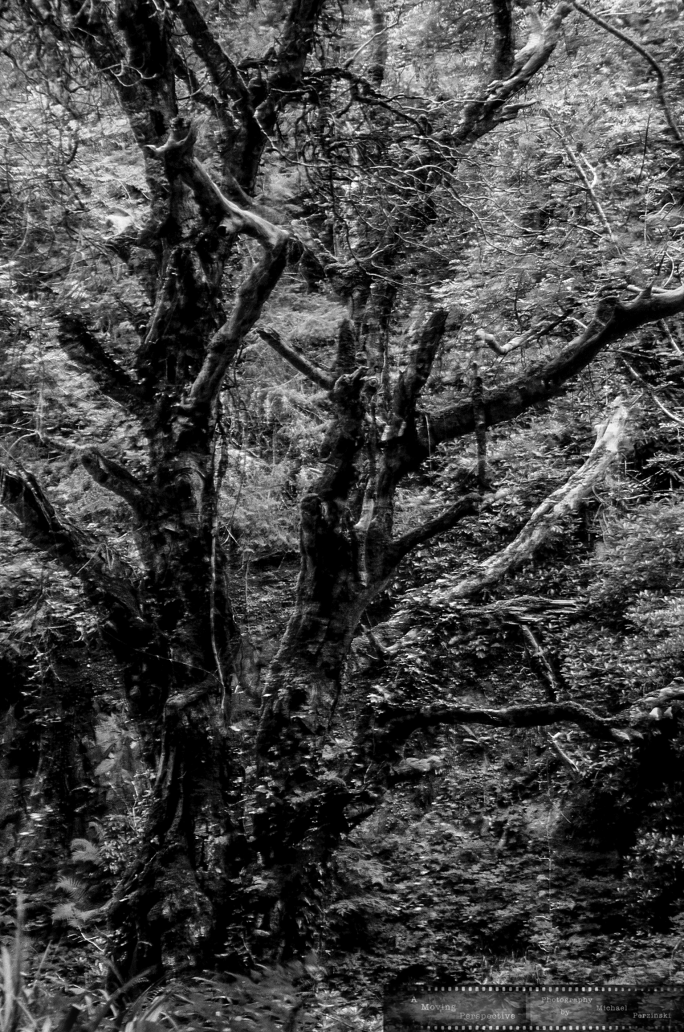 _Motion-of-Light-in-the-Shadows-8-Killarney-National-Park_Ir--as-Smart-Object-1